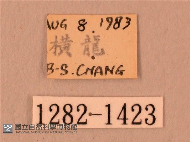 白星天蛾藏品圖，第3張