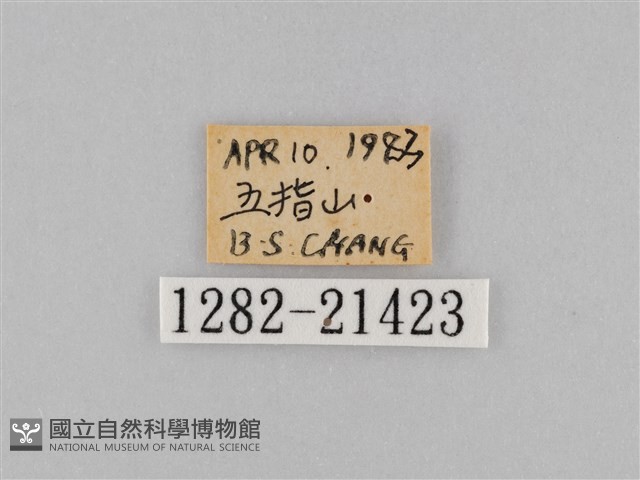褐翅蔭眼蝶藏品圖，第3張