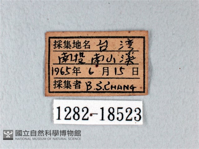 異粉蝶、雌白黃蝶藏品圖，第3張