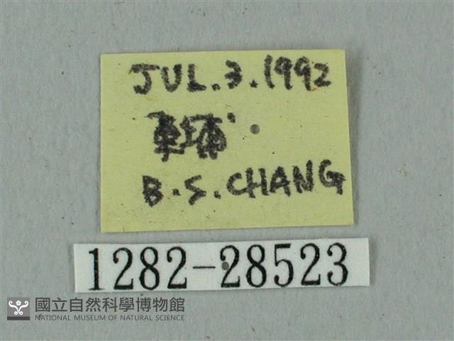 全緣缺角天蛾藏品圖，第3張