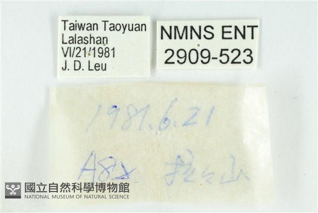 伏氏鋩灰蝶藏品圖，第3張