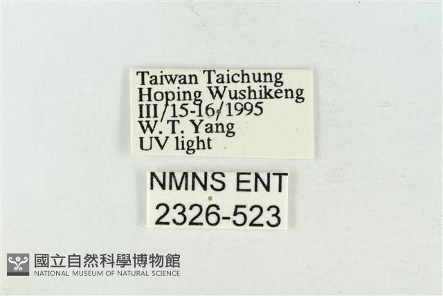 連珠波紋蛾藏品圖，第3張