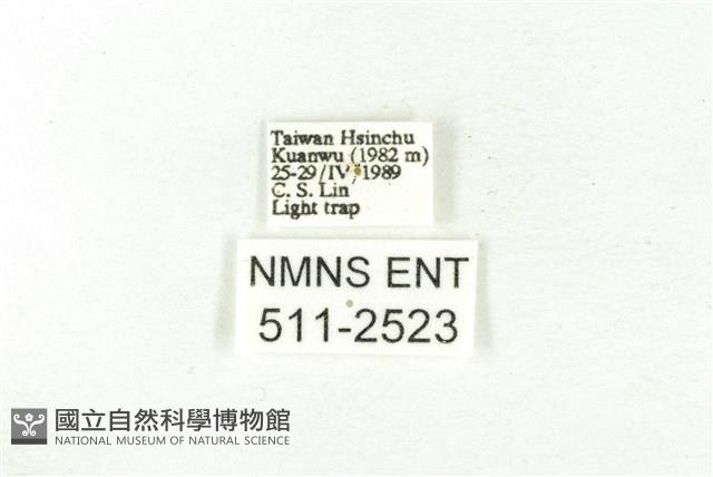 樹形尺蛾藏品圖，第3張