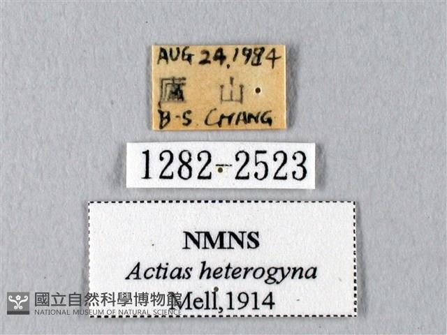 臺灣長尾水青蛾藏品圖，第3張