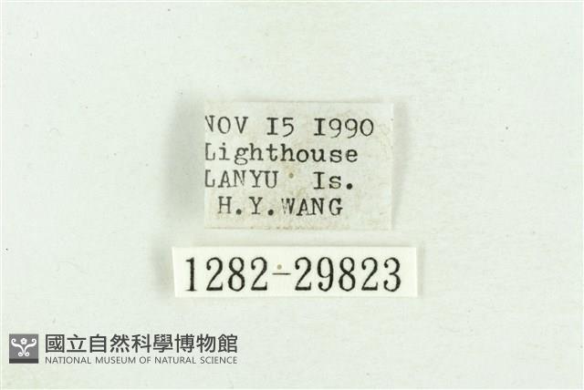 弧角散紋夜蛾藏品圖，第3張