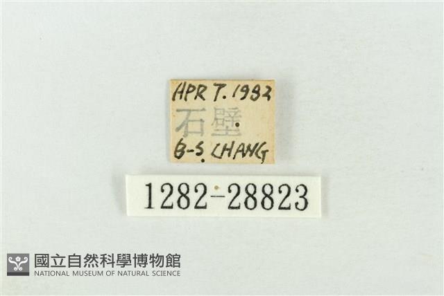 連珠波紋蛾藏品圖，第3張