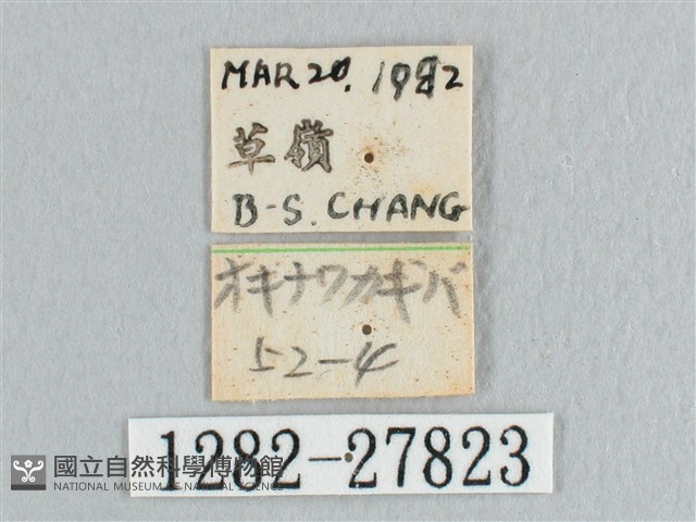 接骨木帶鉤蛾藏品圖，第3張