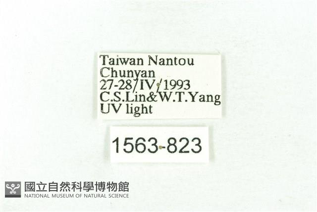 臺雪苔蛾藏品圖，第3張