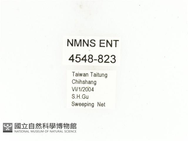 銅點花金龜藏品圖，第2張