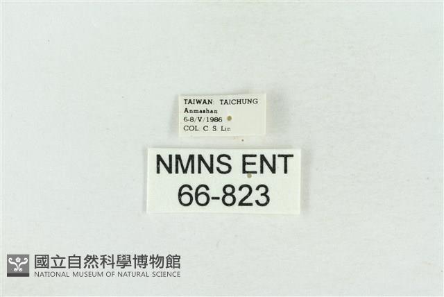 臺灣銀斑異波紋蛾藏品圖，第3張