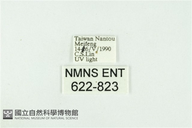 寬紋黃毒蛾藏品圖，第3張