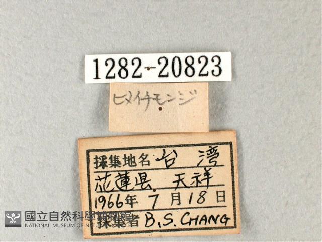 禾弄蝶藏品圖，第3張