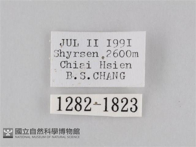 橙擬燈蛾藏品圖，第3張