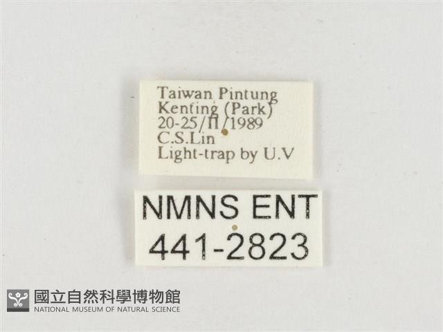 小白紋毒蛾藏品圖，第3張