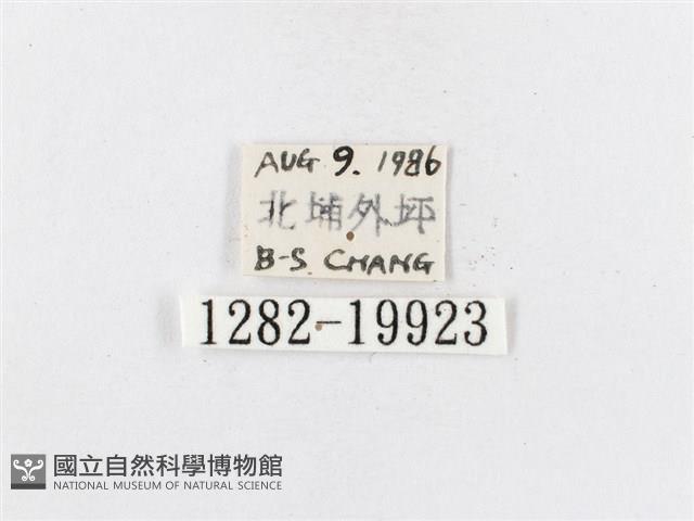 蓬萊茶斑蛾藏品圖，第3張