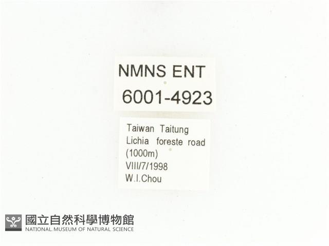 藍艷白點花金龜藏品圖，第2張