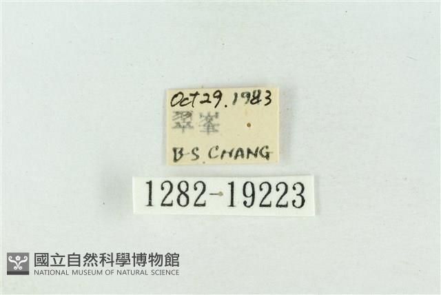 印華波紋蛾藏品圖，第3張