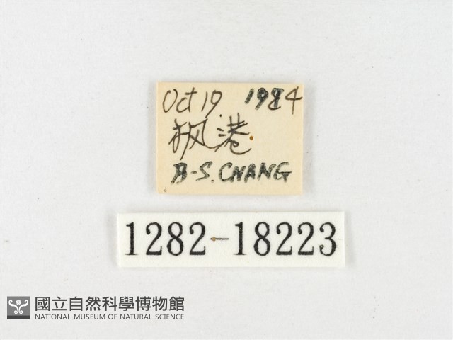 島嶼黃蝶、江崎黃蝶藏品圖，第3張