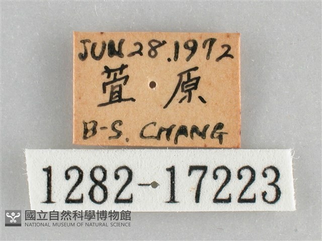 網絲蛺蝶、石牆蝶藏品圖，第3張