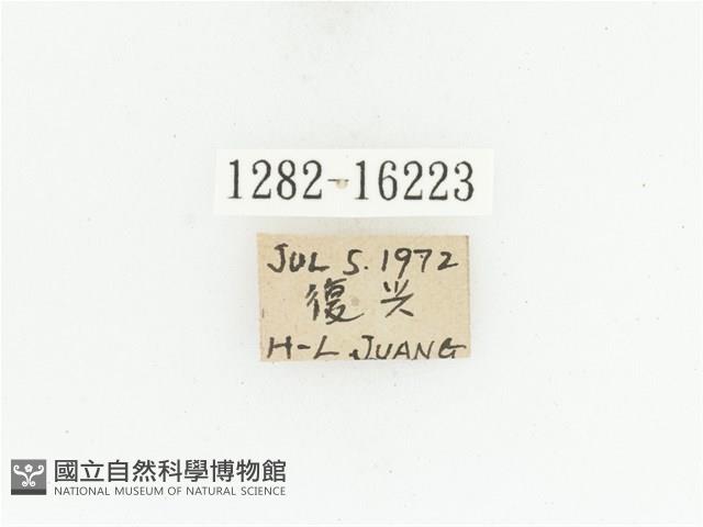 藍艷白點花金龜藏品圖，第2張