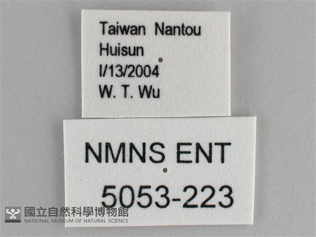 森林暮眼蝶、黑樹蔭蝶藏品圖，第3張