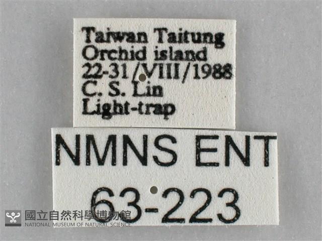 一點擬燈蛾藏品圖，第3張