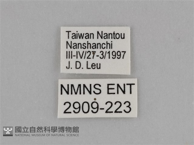 臺灣絹蛺蝶藏品圖，第3張