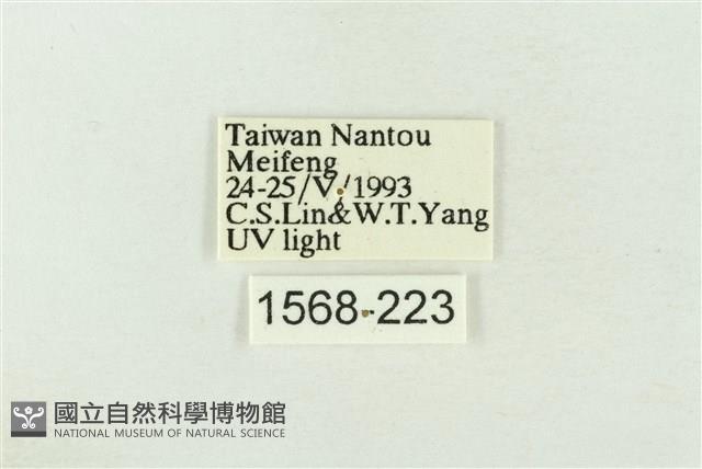 棍棒污燈蛾藏品圖，第3張