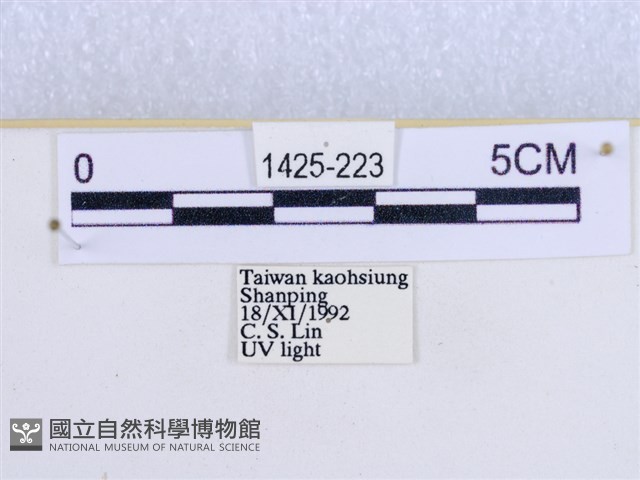 閃光苔蛾藏品圖，第3張