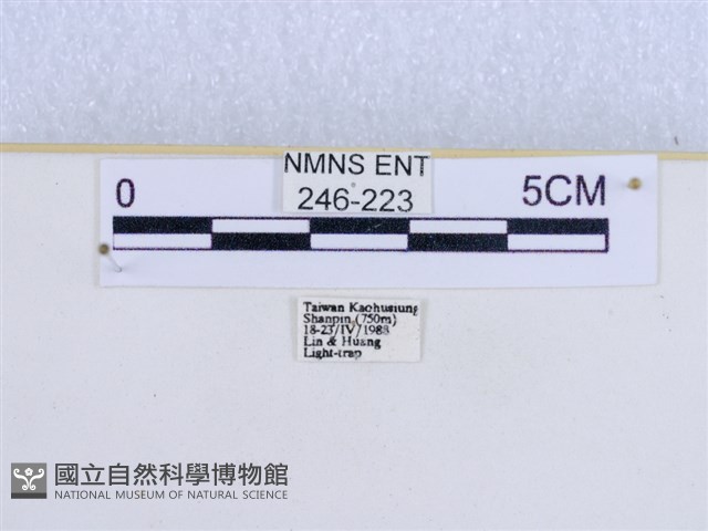 巨網燈蛾藏品圖，第3張