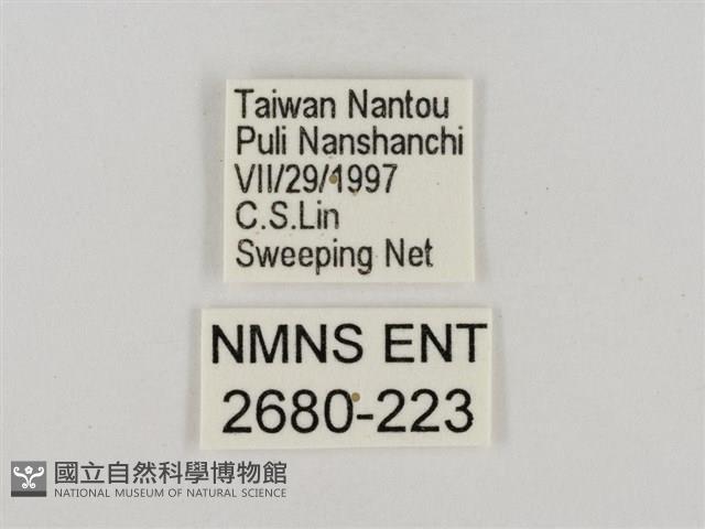 淡褐脈粉蝶藏品圖，第3張