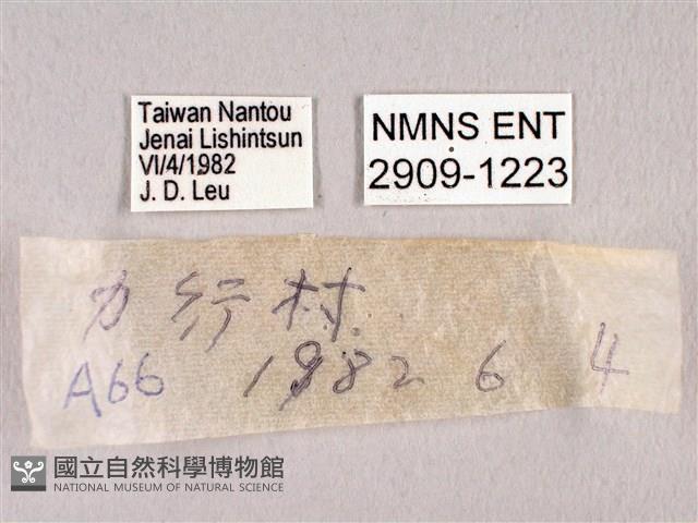 田中洒灰蝶藏品圖，第3張
