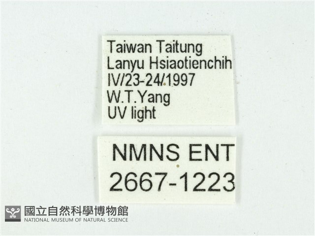 叉紋閃舞蛾藏品圖，第3張
