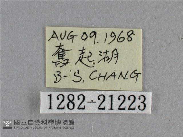 小稻弄蝶藏品圖，第3張