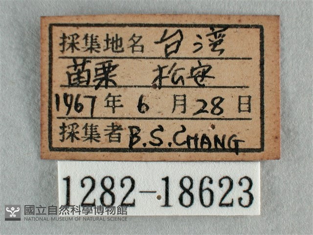 散紋盛蛺蝶藏品圖，第3張