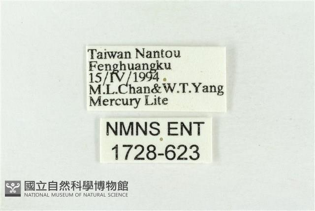 素木綠刺蛾藏品圖，第3張