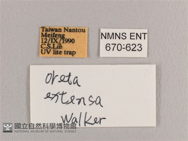 銀端帶鉤蛾藏品圖，第3張