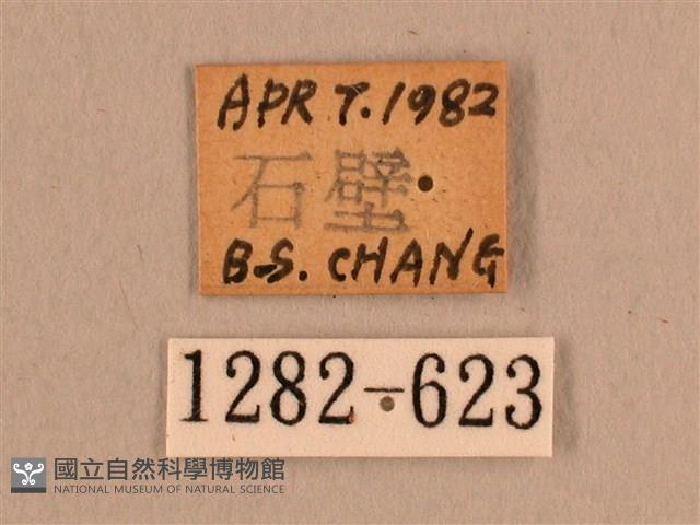 背線天蛾藏品圖，第3張