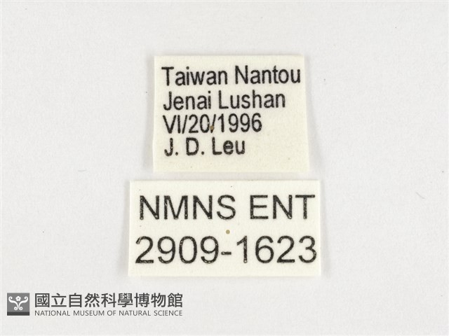 玉帶黛眼蝶藏品圖，第3張