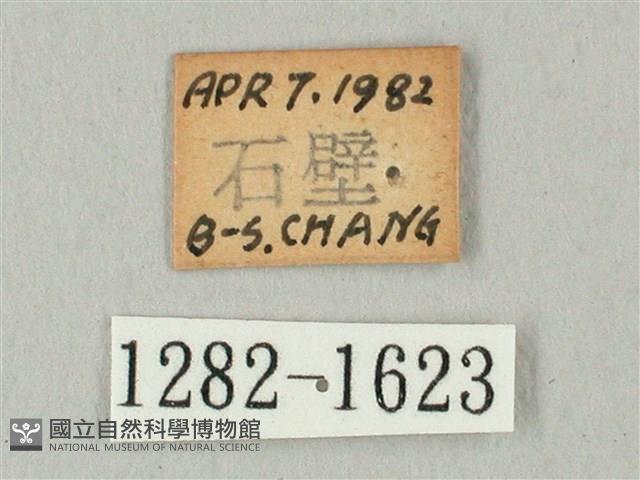 白點天蛾 藏品圖，第3張