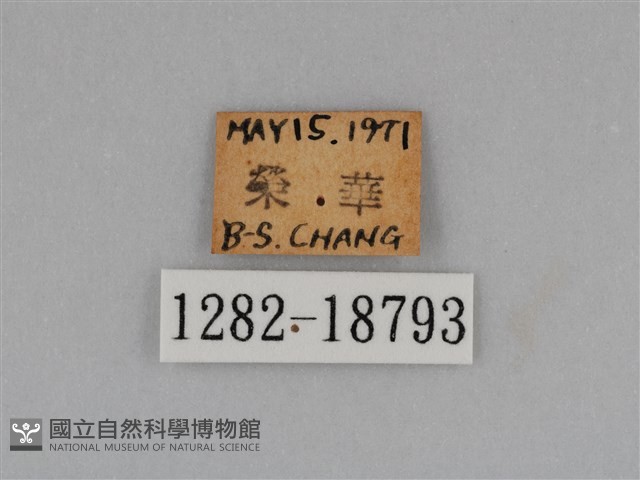 圓翅鉤粉蝶藏品圖，第3張
