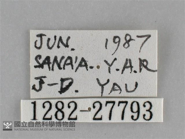 銀條斜線天蛾藏品圖，第3張