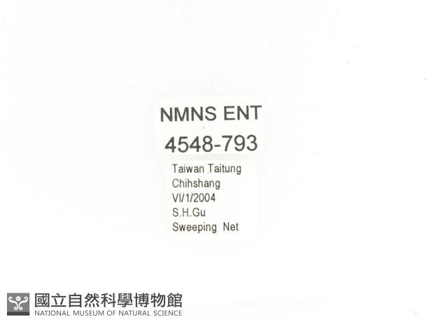 金艷騷金龜藏品圖，第2張