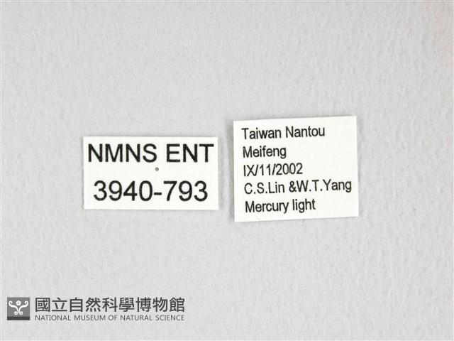 黃豹天蠶蛾藏品圖，第3張