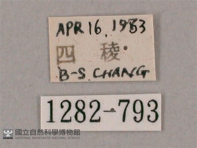 井上氏絨毛天蛾藏品圖，第3張