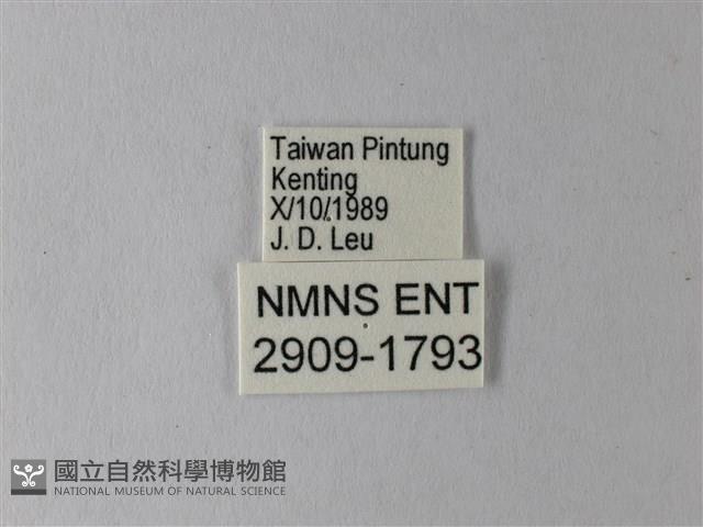 白粉蝶、紋白蝶藏品圖，第3張