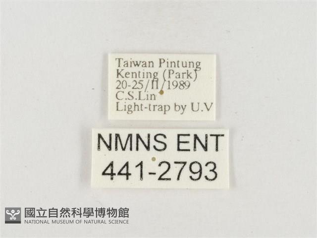 小白紋毒蛾藏品圖，第3張