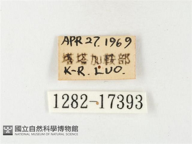 紋黃粉蝶藏品圖，第3張