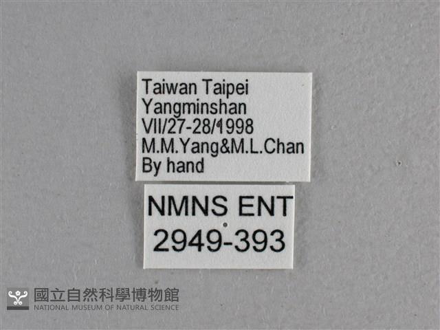 曲紋袖弄蝶藏品圖，第3張