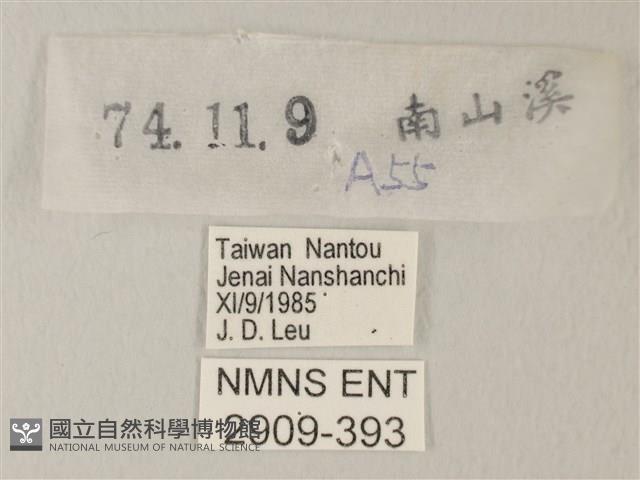 青珈波灰蝶藏品圖，第3張
